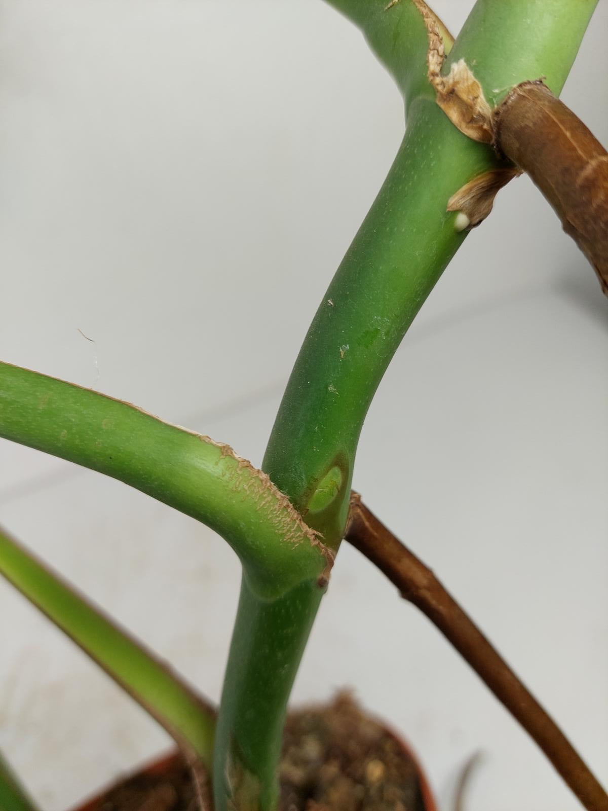 Monstera Burle Marx Flame Adult Steckling