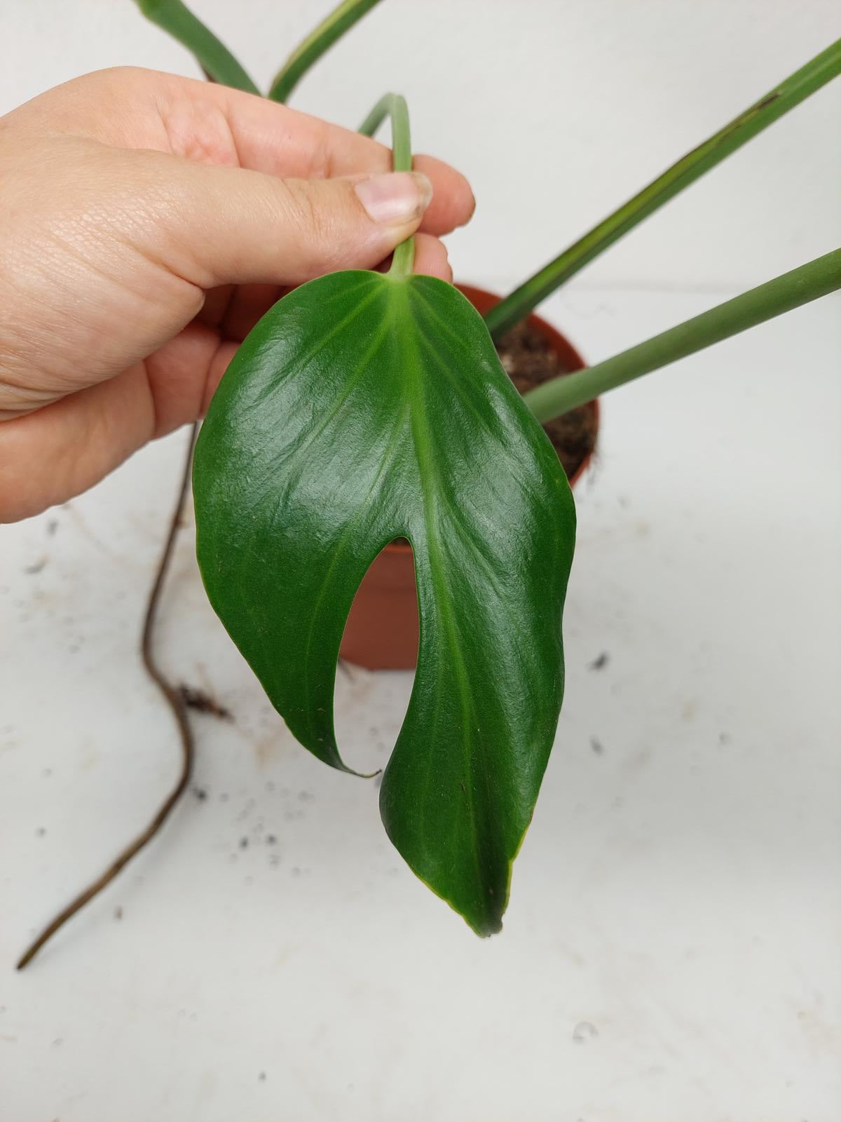Monstera Burle Marx Flame Adult Steckling