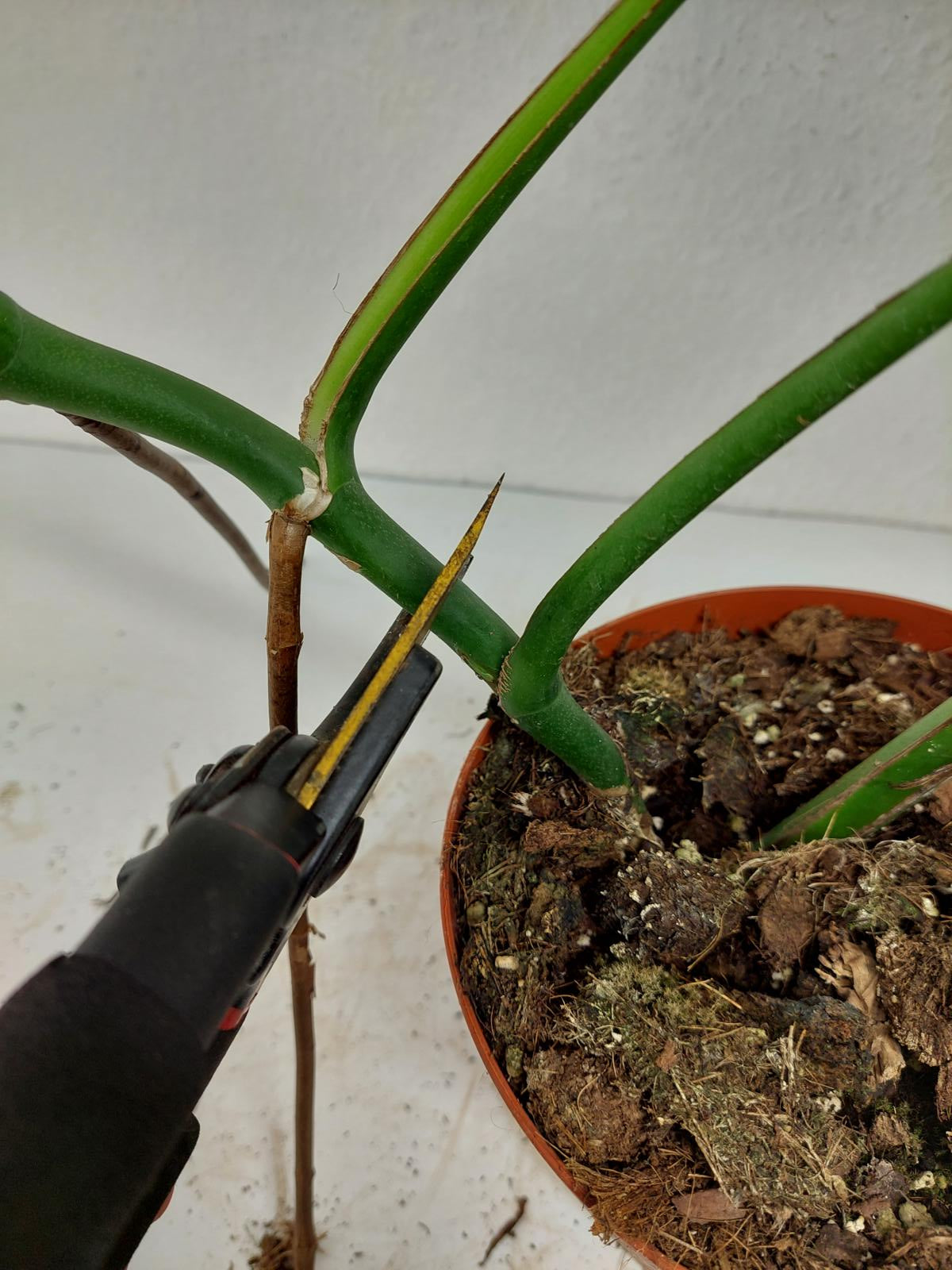 Monstera Burle Marx Flame Adult Steckling