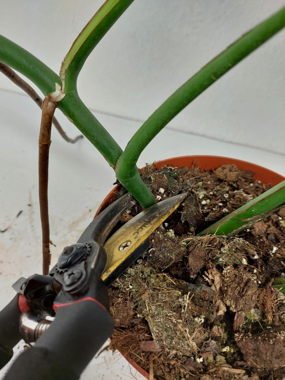 Monstera Burle Marx Flame Adult Steckling