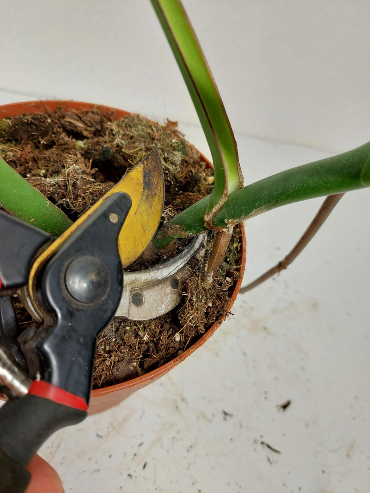 Monstera Burle Marx Flame Adult Steckling