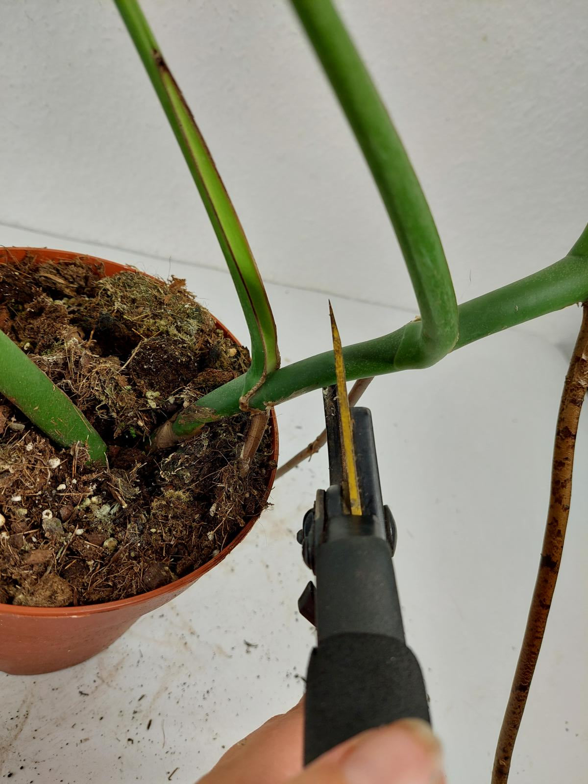 Monstera Burle Marx Flame Adult Steckling