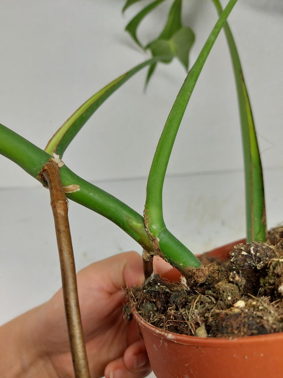 Monstera Burle Marx Flame Adult Steckling