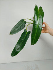 Philodendron Spiritus Sancti  whiteleafplants