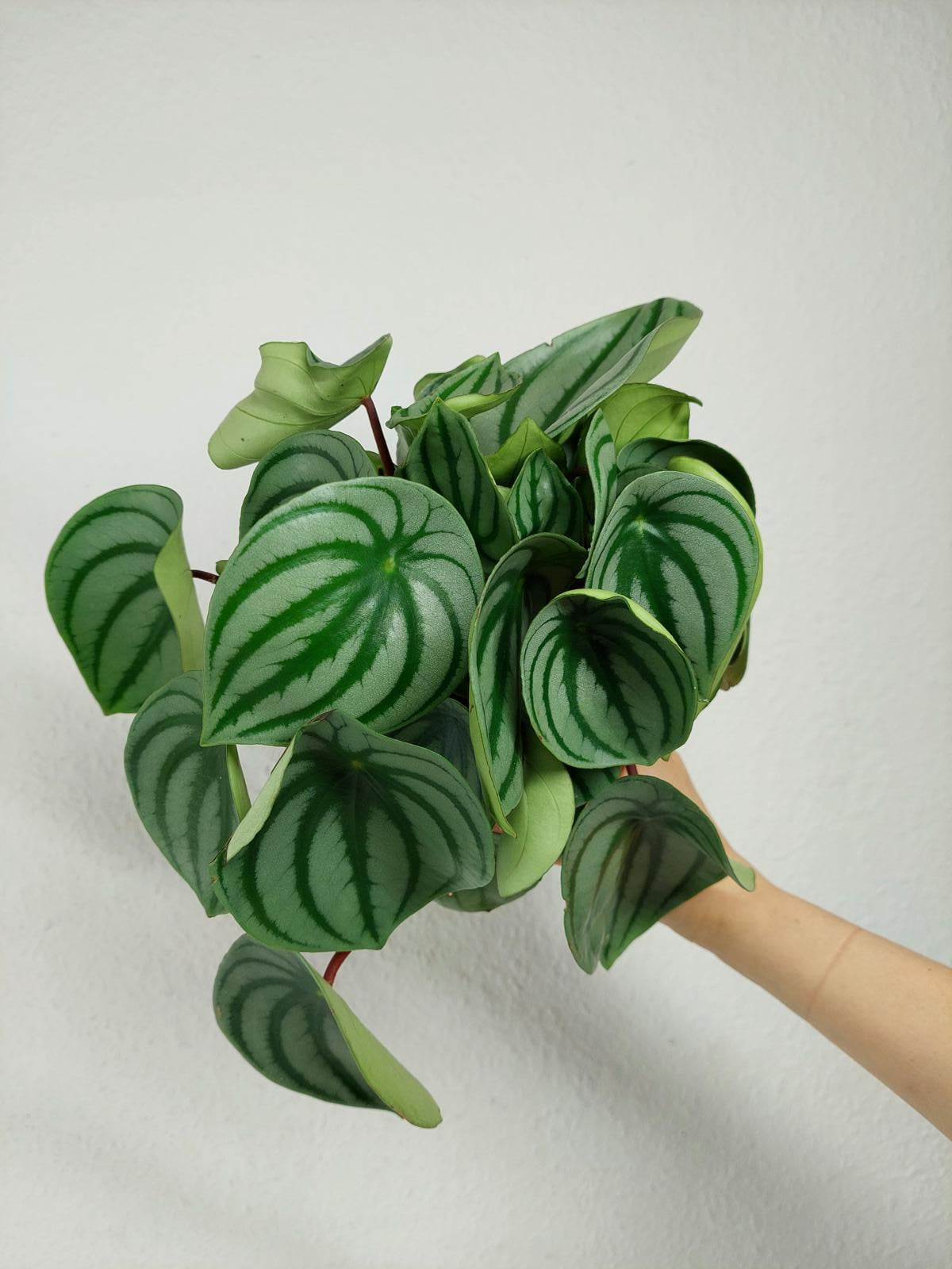 Peperomia Watermelon