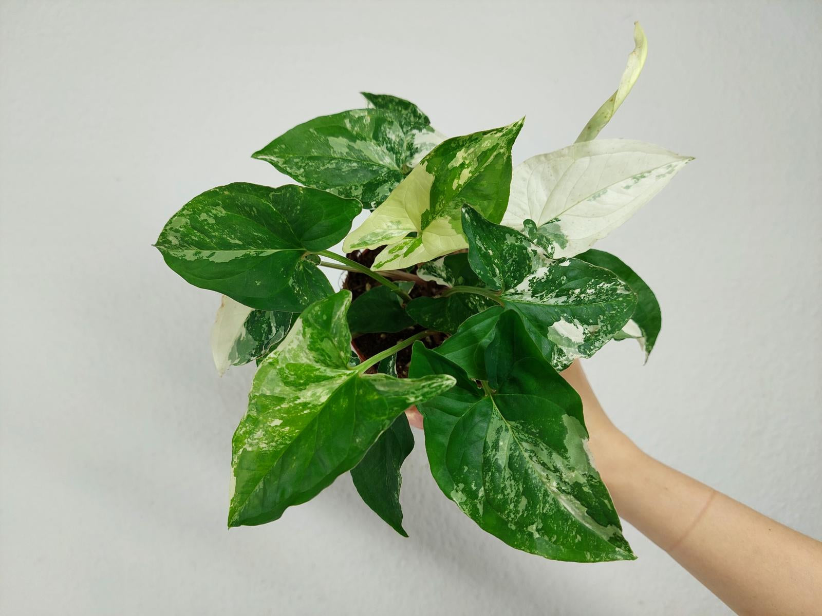 Syngonium Variegata