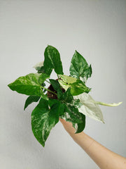 Syngonium Variegata