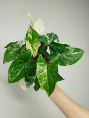 Syngonium Variegata