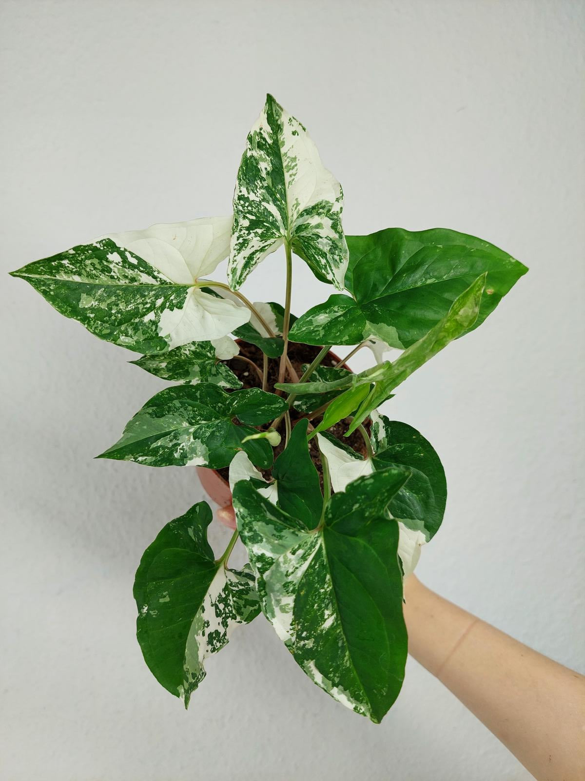 Syngonium Variegata