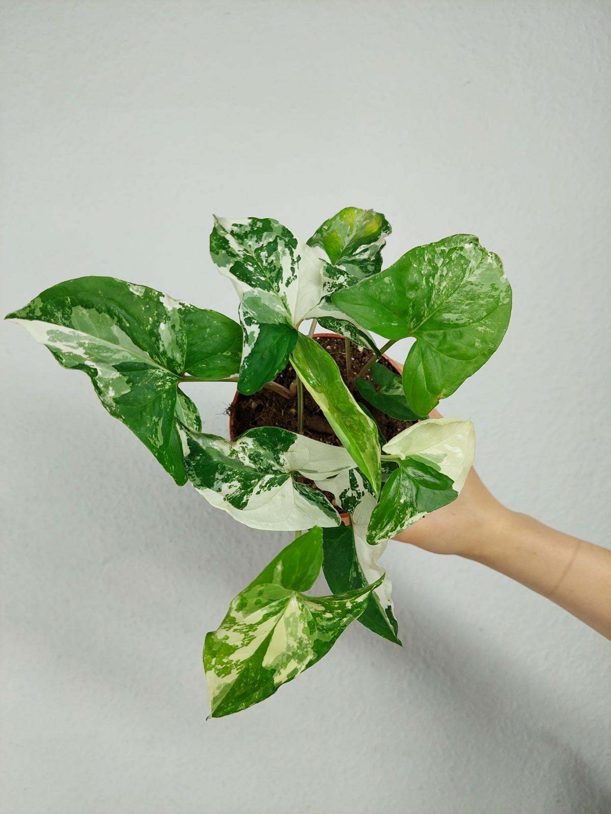 Syngonium Variegata