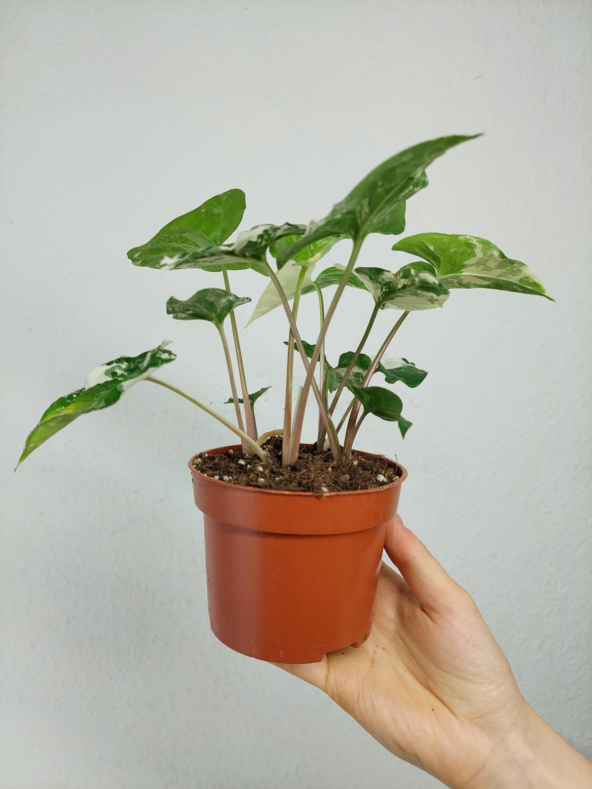 Syngonium Variegata