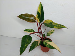 Philodendron Strawberry Shake