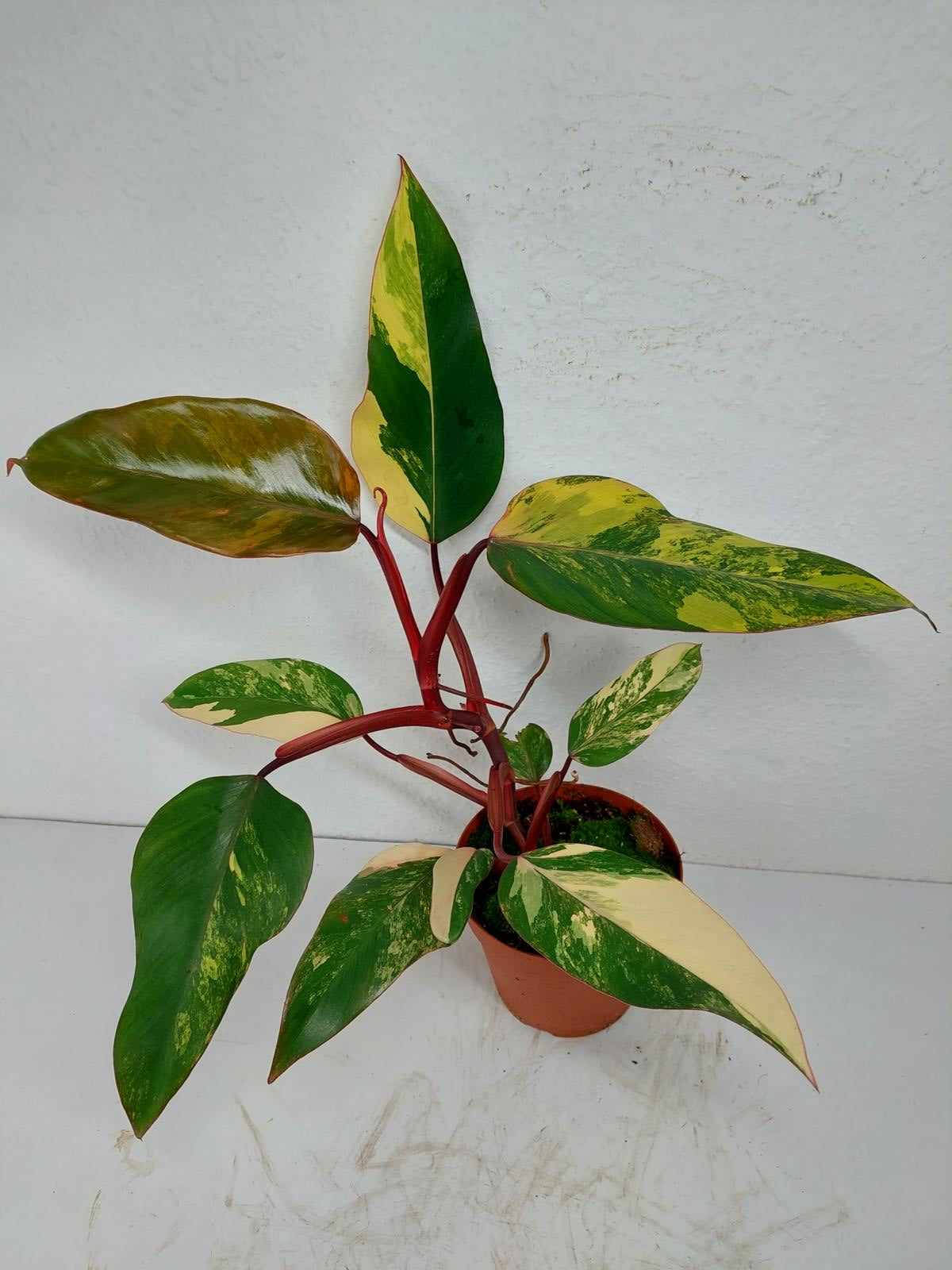 Philodendron Strawberry Shake