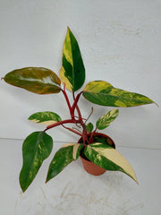 Philodendron Strawberry Shake