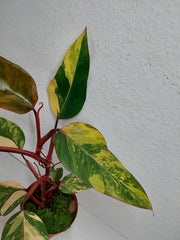 Philodendron Strawberry Shake