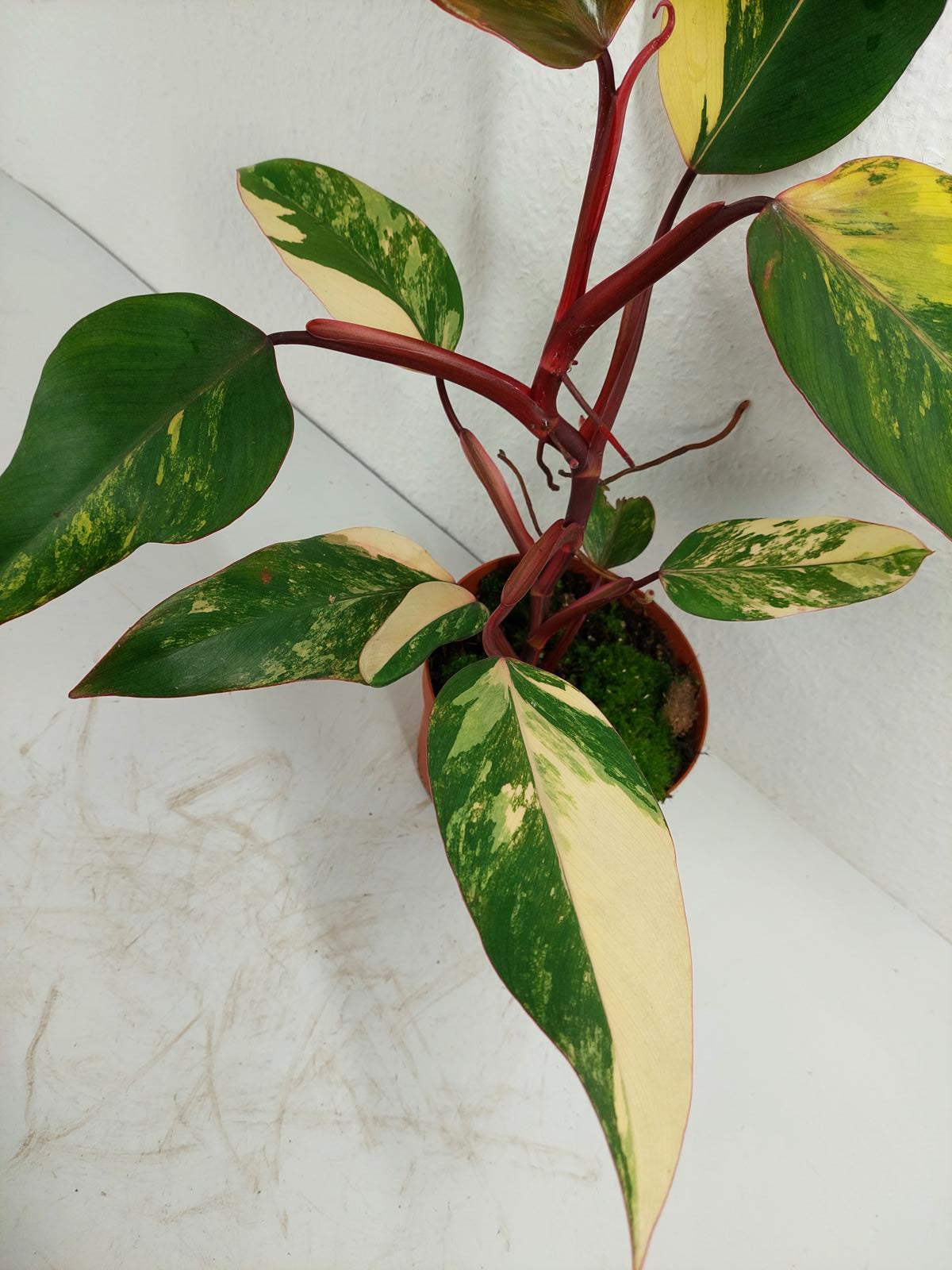 Philodendron Strawberry Shake