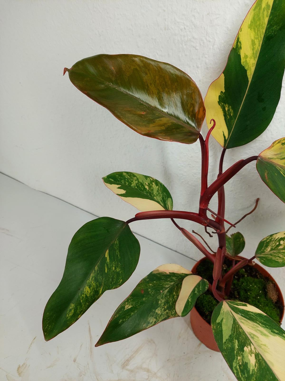 Philodendron Strawberry Shake