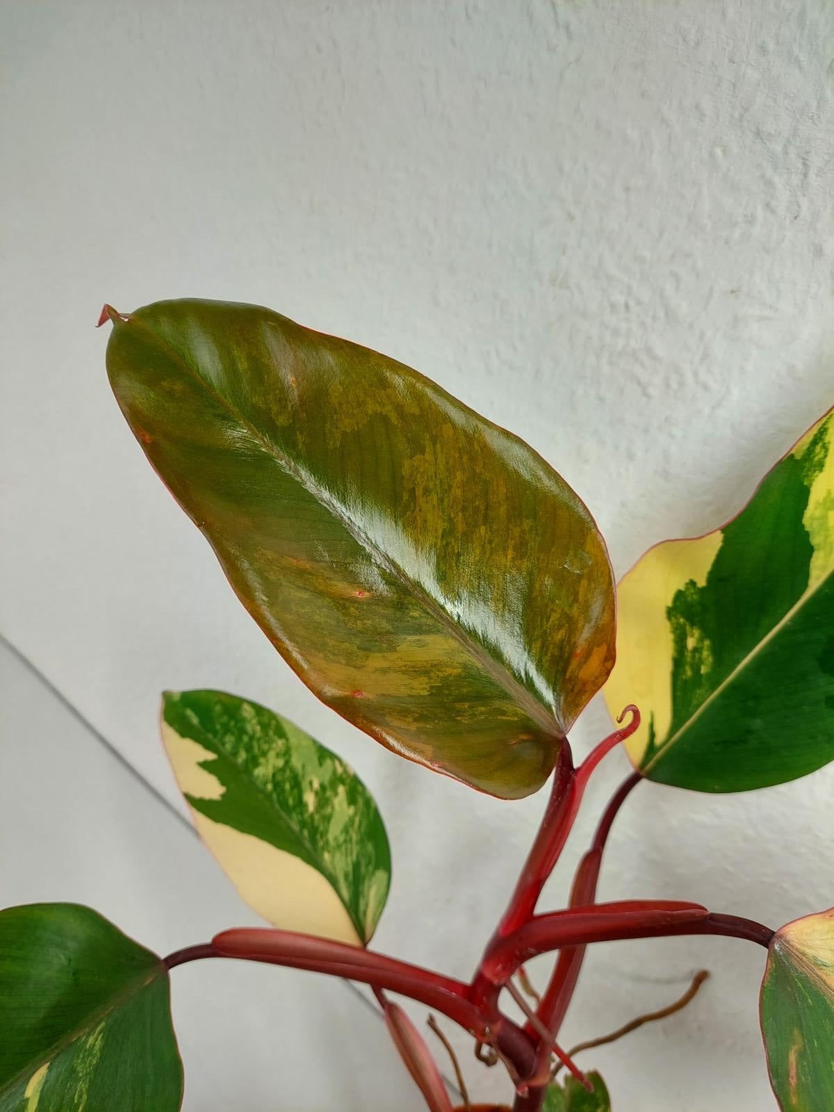Philodendron Strawberry Shake