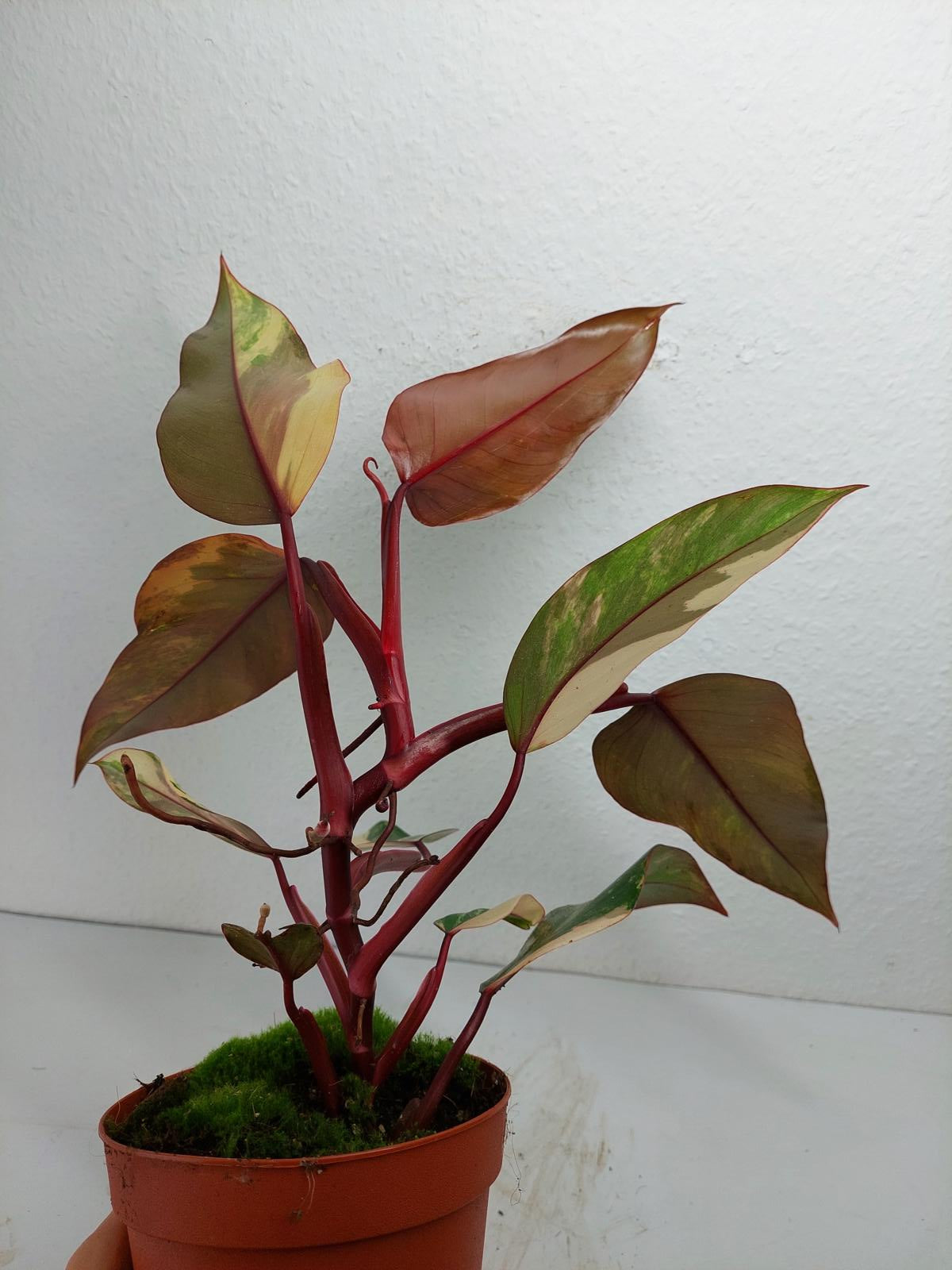 Philodendron Strawberry Shake