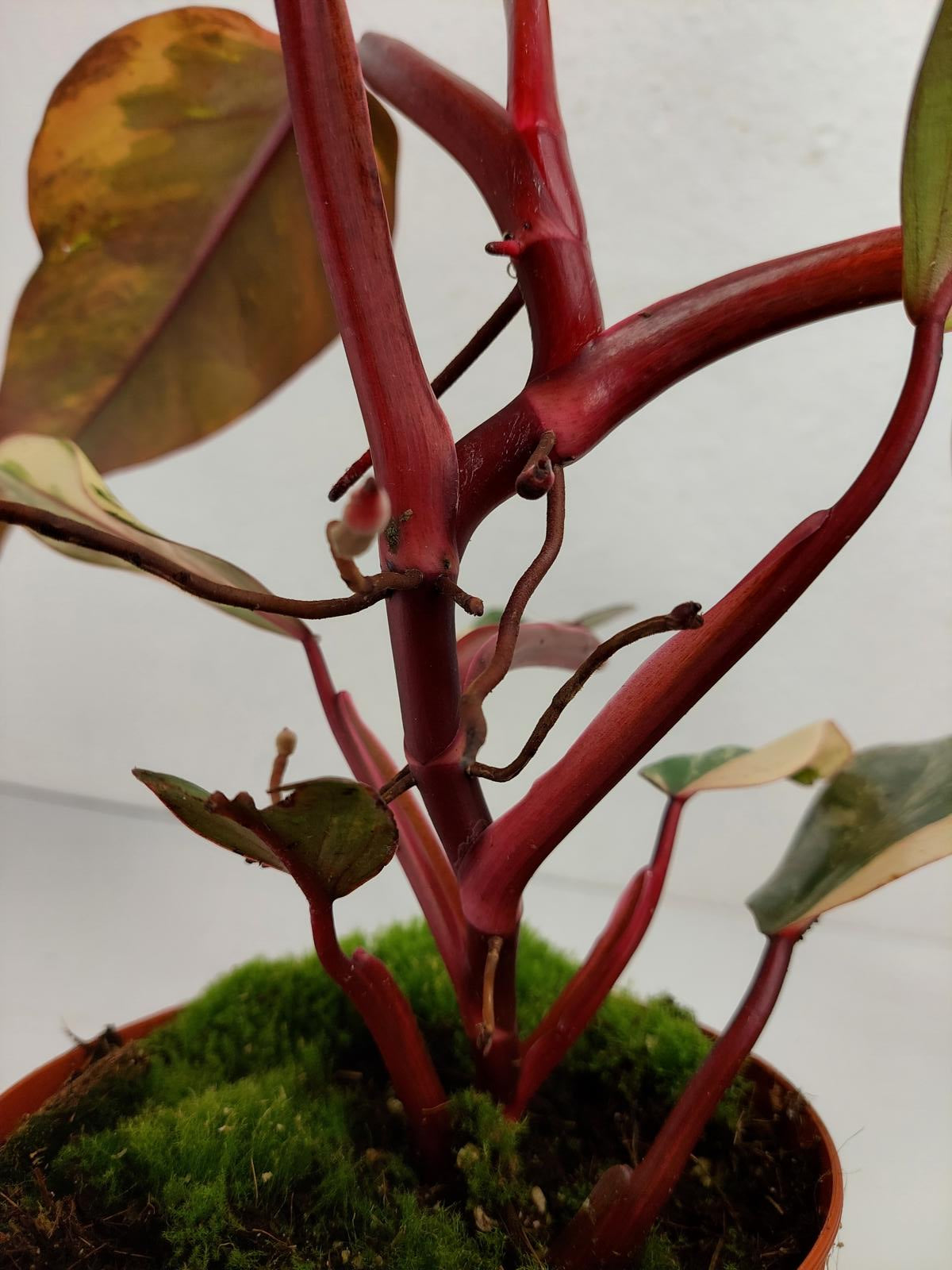 Philodendron Strawberry Shake