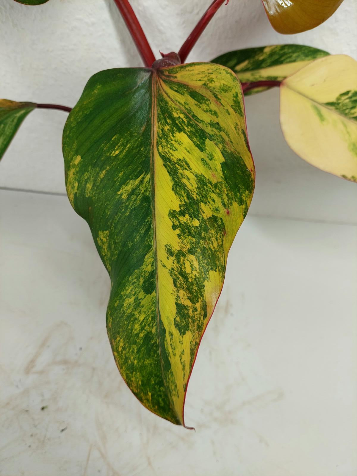 Philodendron Strawberry Shake