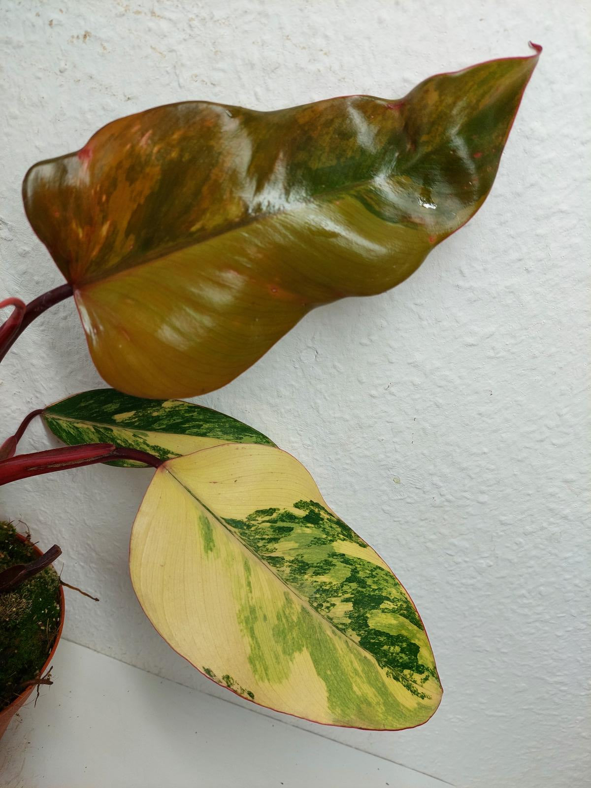 Philodendron Strawberry Shake