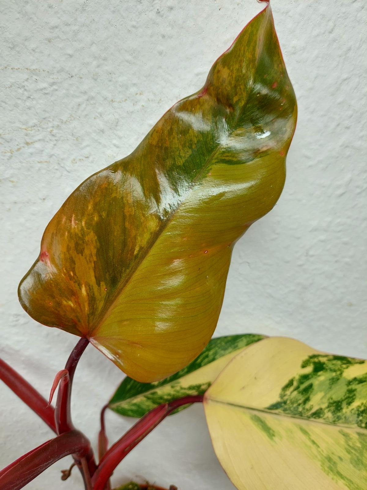 Philodendron Strawberry Shake