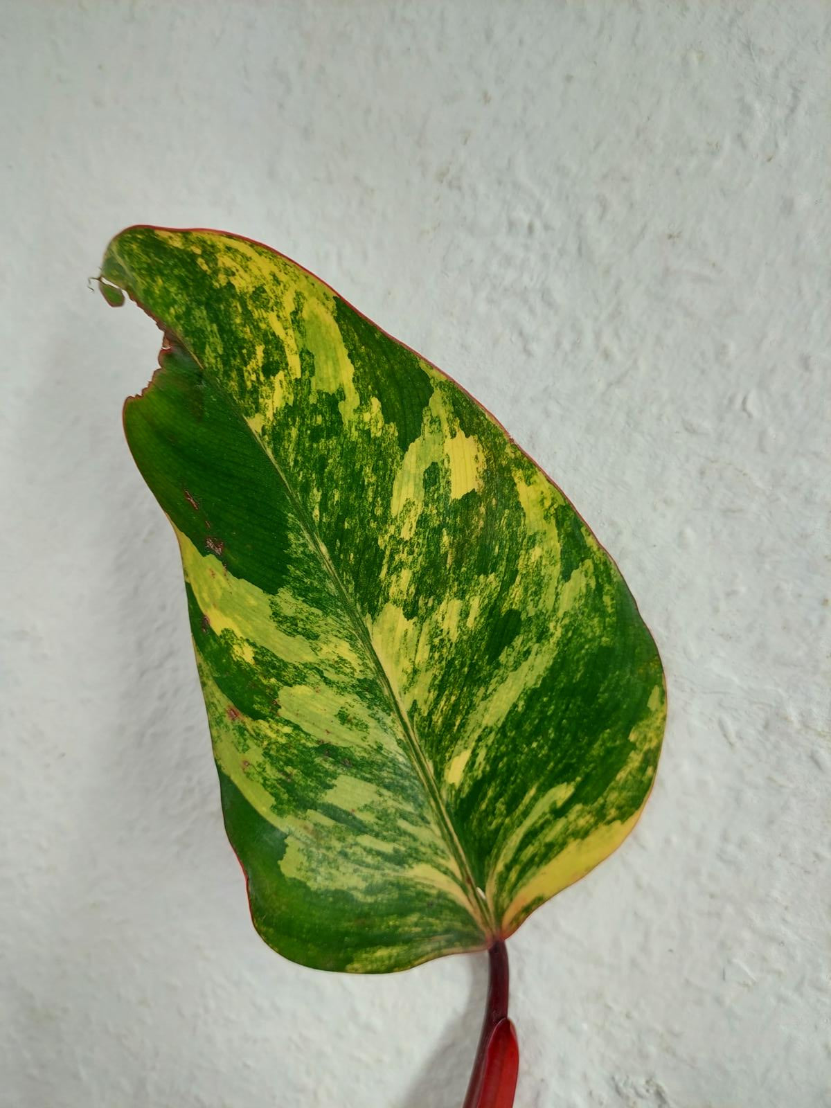 Philodendron Strawberry Shake