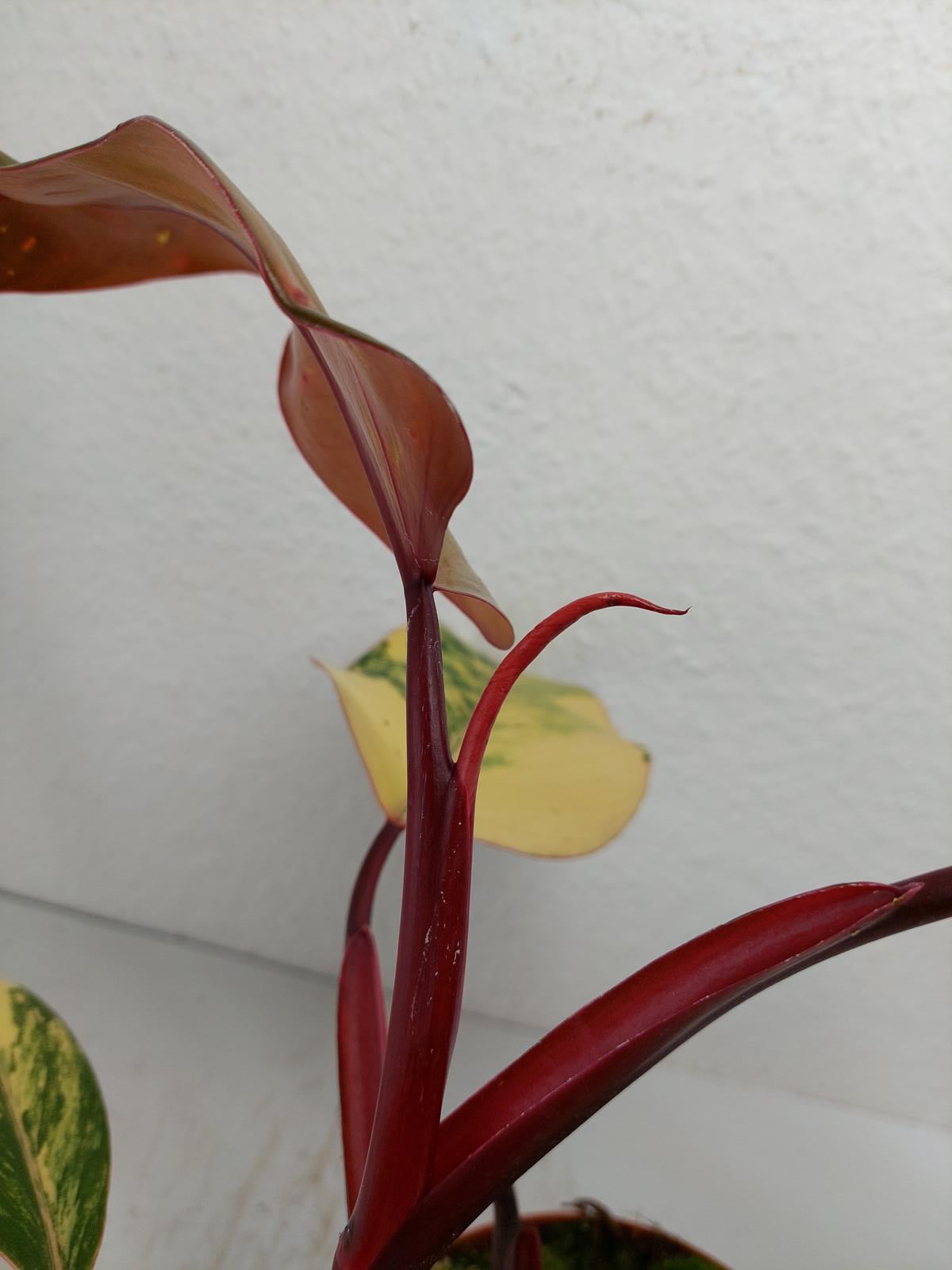 Philodendron Strawberry Shake