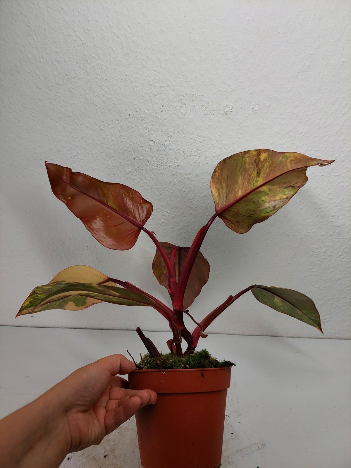 Philodendron Strawberry Shake