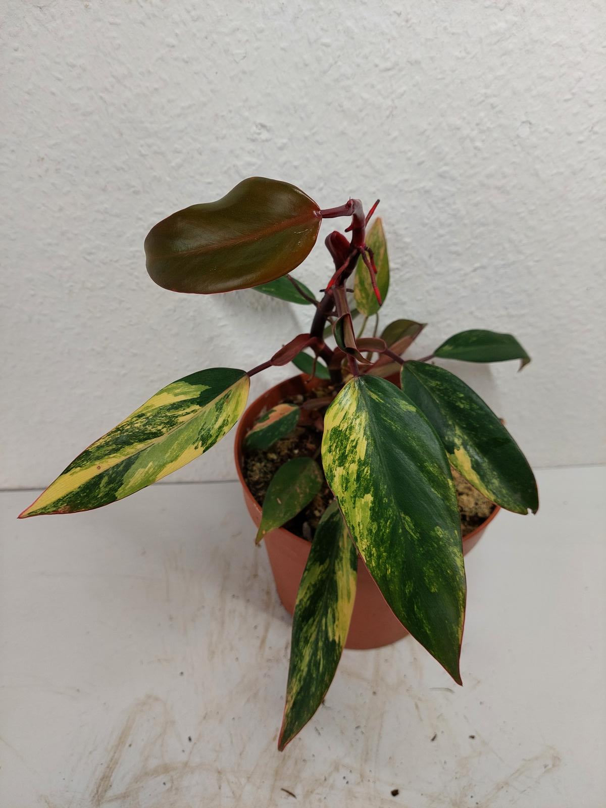 Philodendron Strawberry Shake