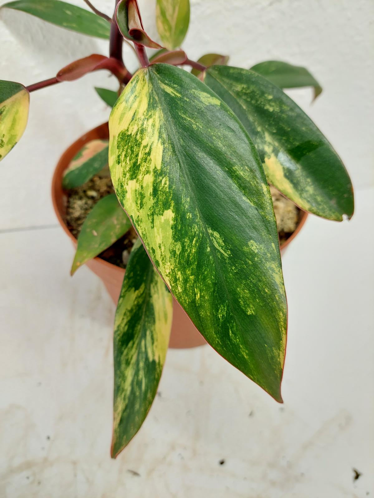 Philodendron Strawberry Shake