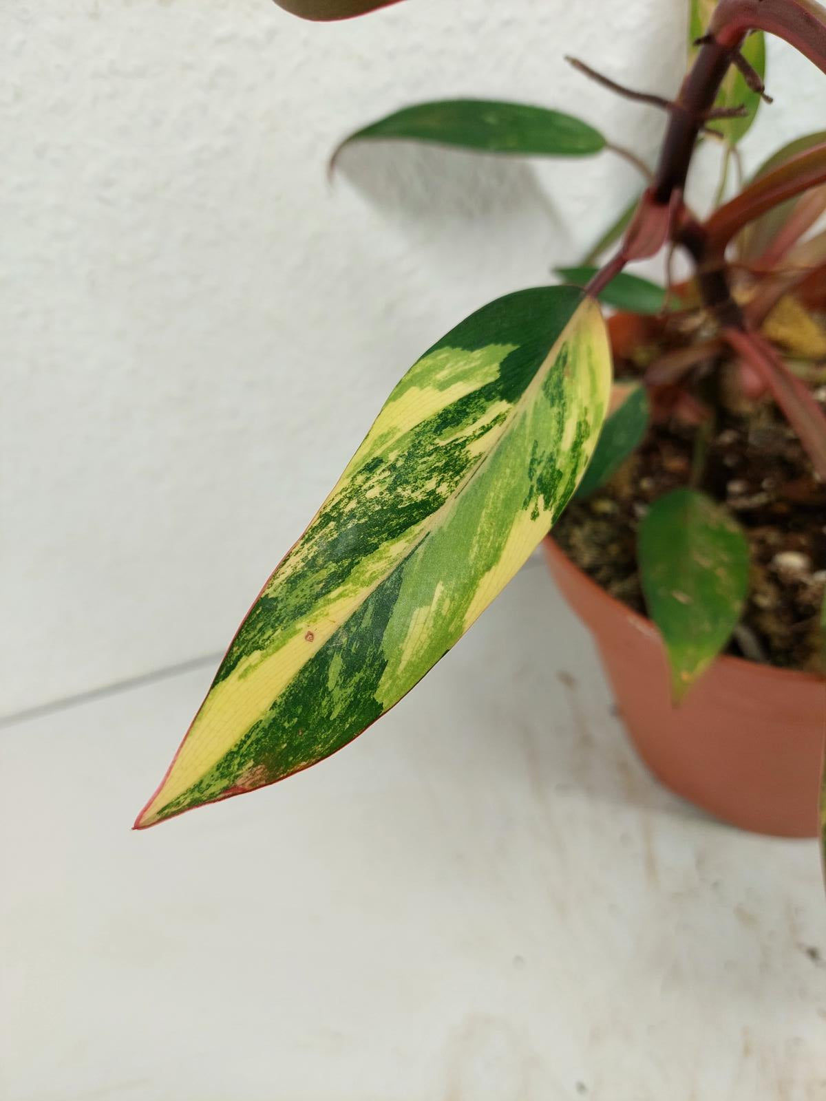 Philodendron Strawberry Shake