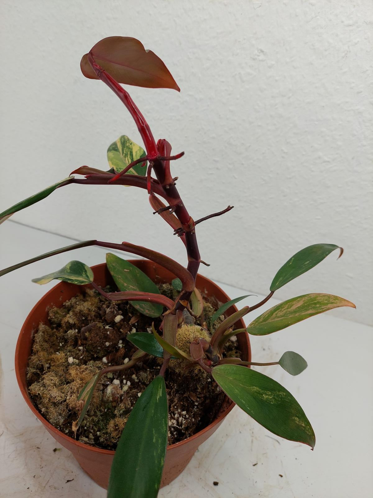 Philodendron Strawberry Shake