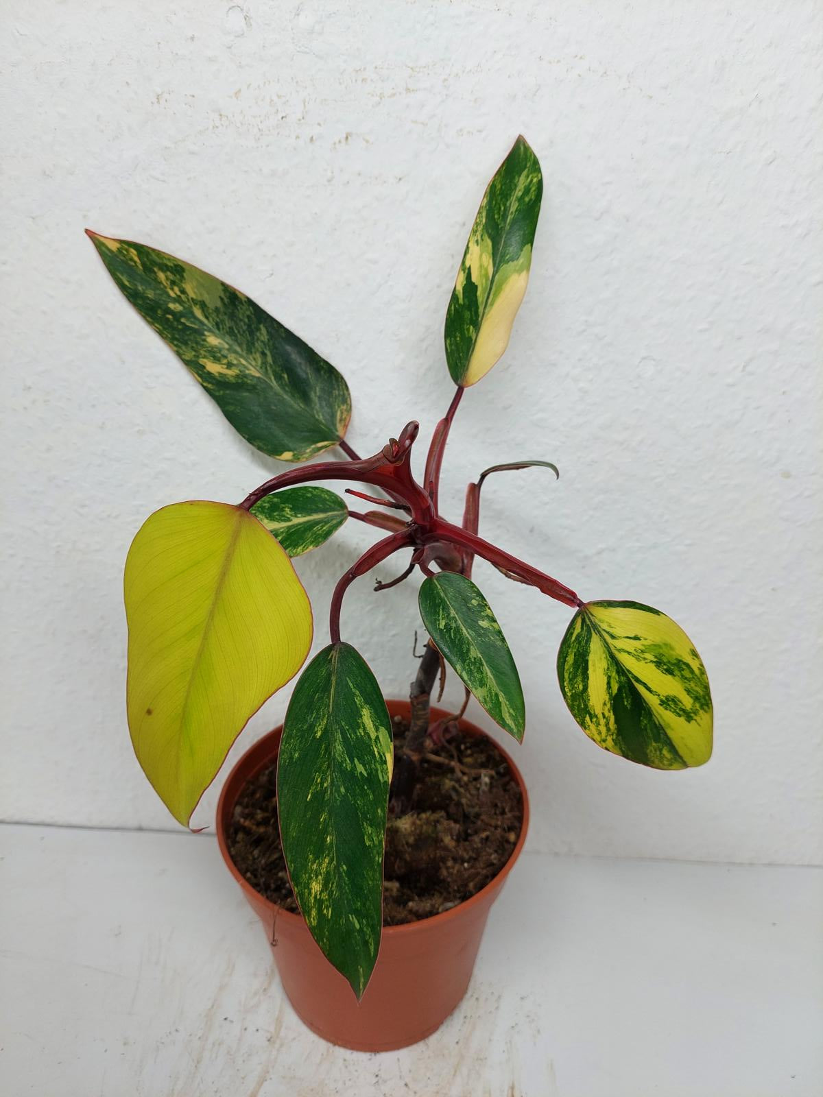 Philodendron Strawberry Shake
