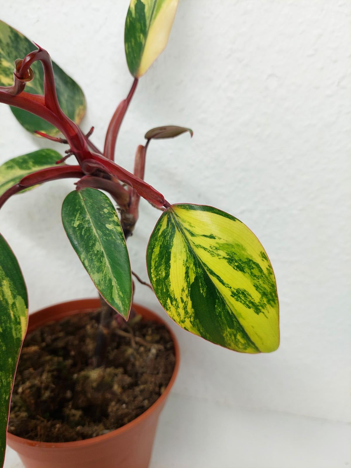 Philodendron Strawberry Shake