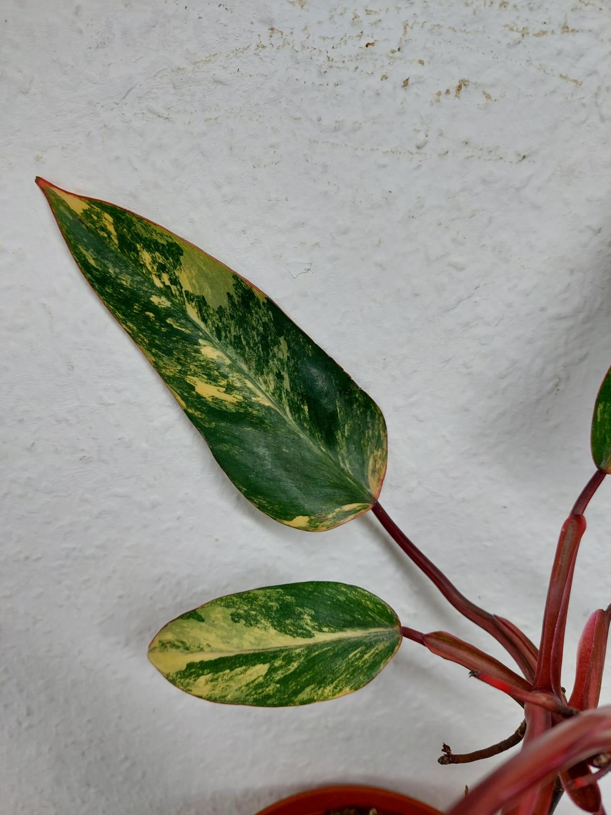 Philodendron Strawberry Shake