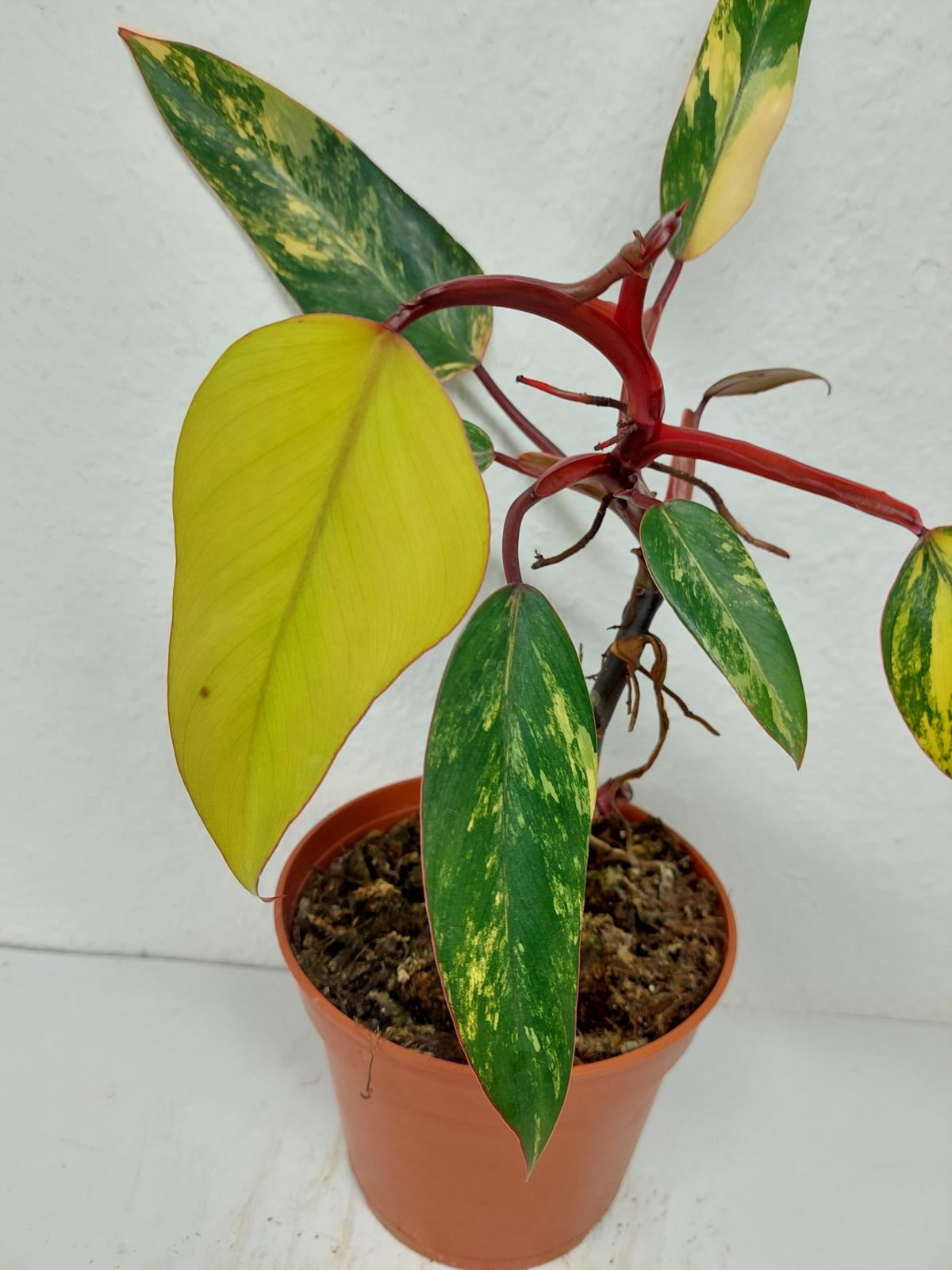 Philodendron Strawberry Shake
