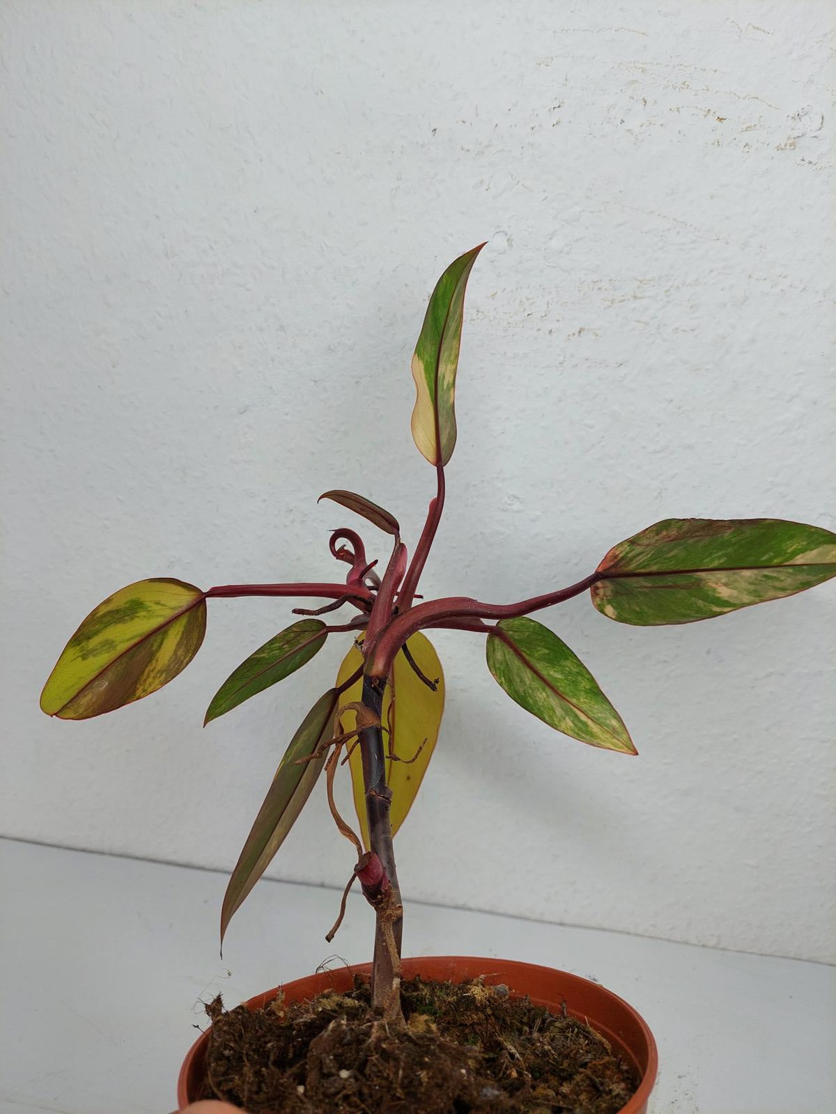 Philodendron Strawberry Shake