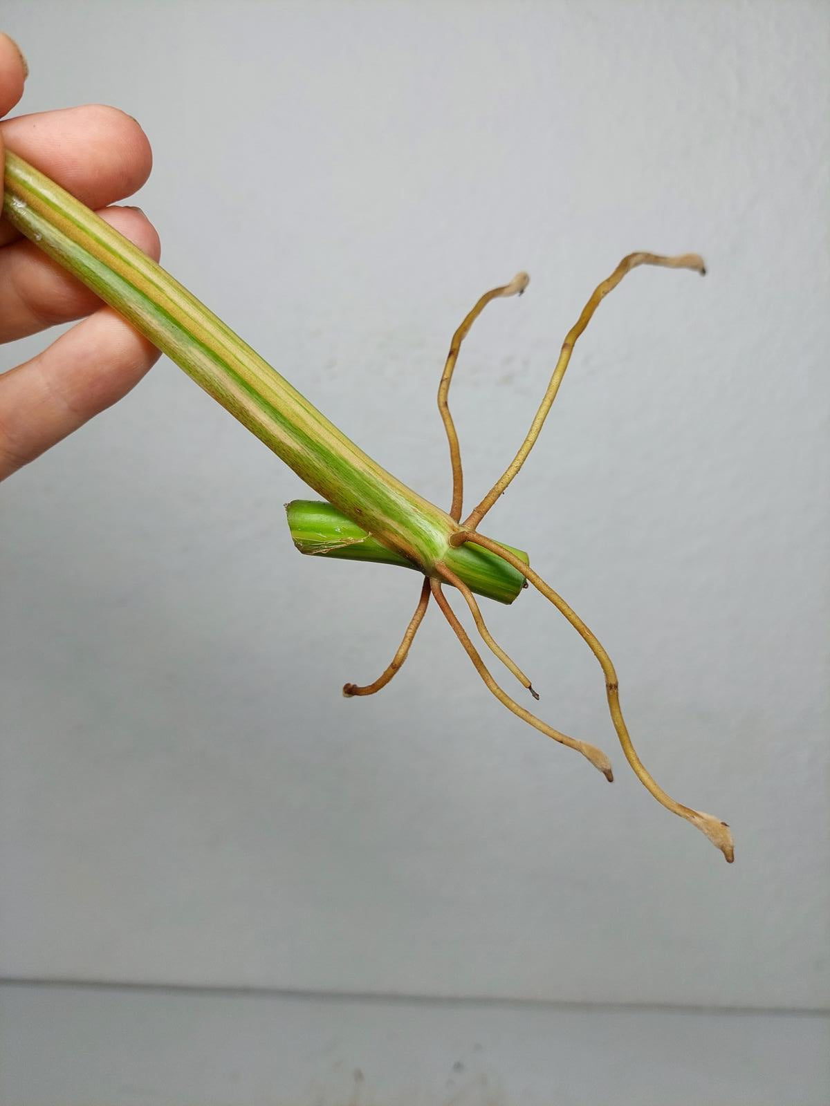 Philodendron Domesticum Variegata Steckling
