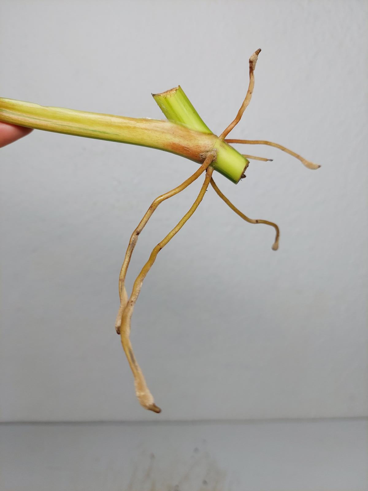 Philodendron Domesticum Variegata Steckling