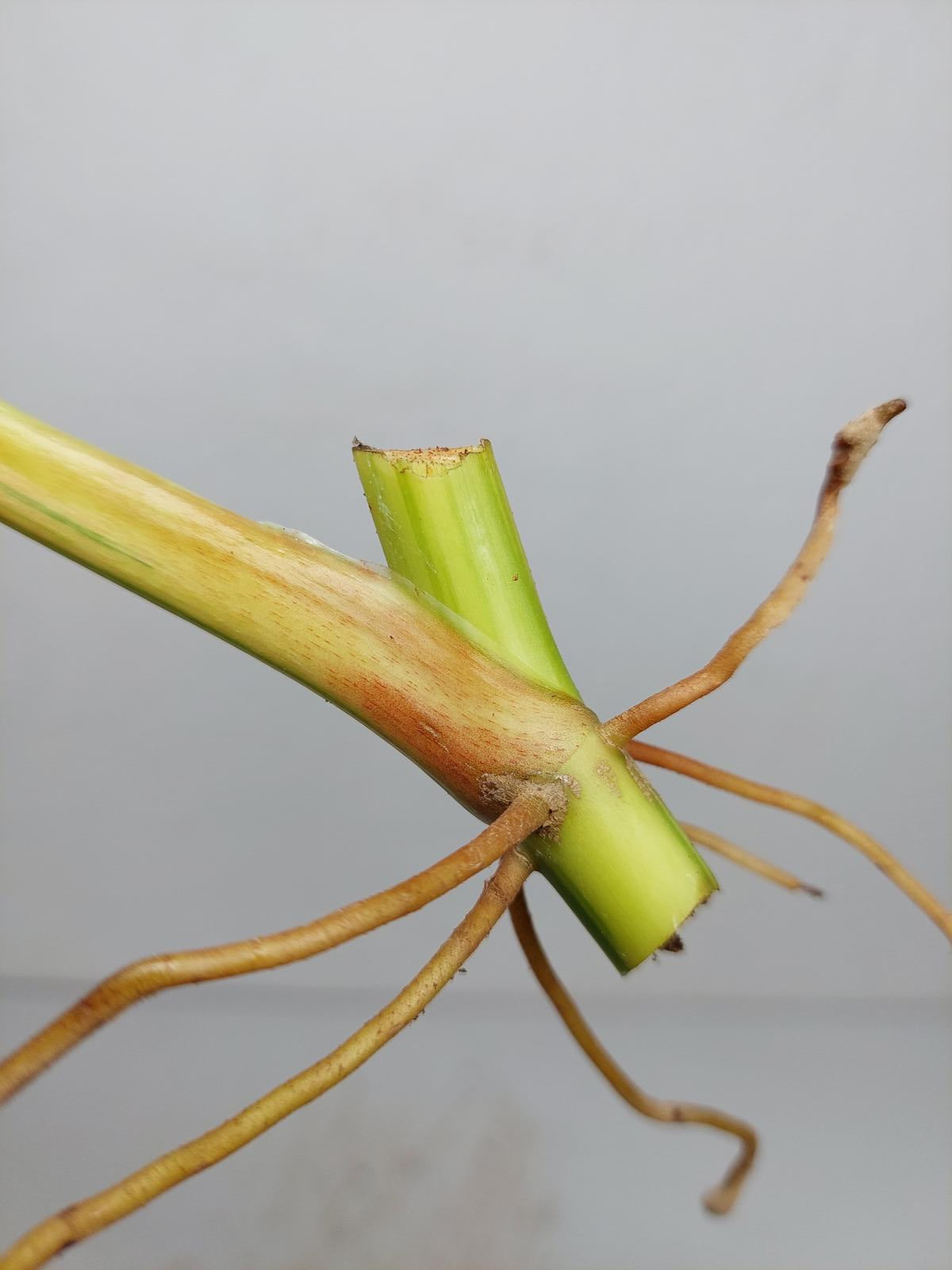Philodendron Domesticum Variegata Steckling