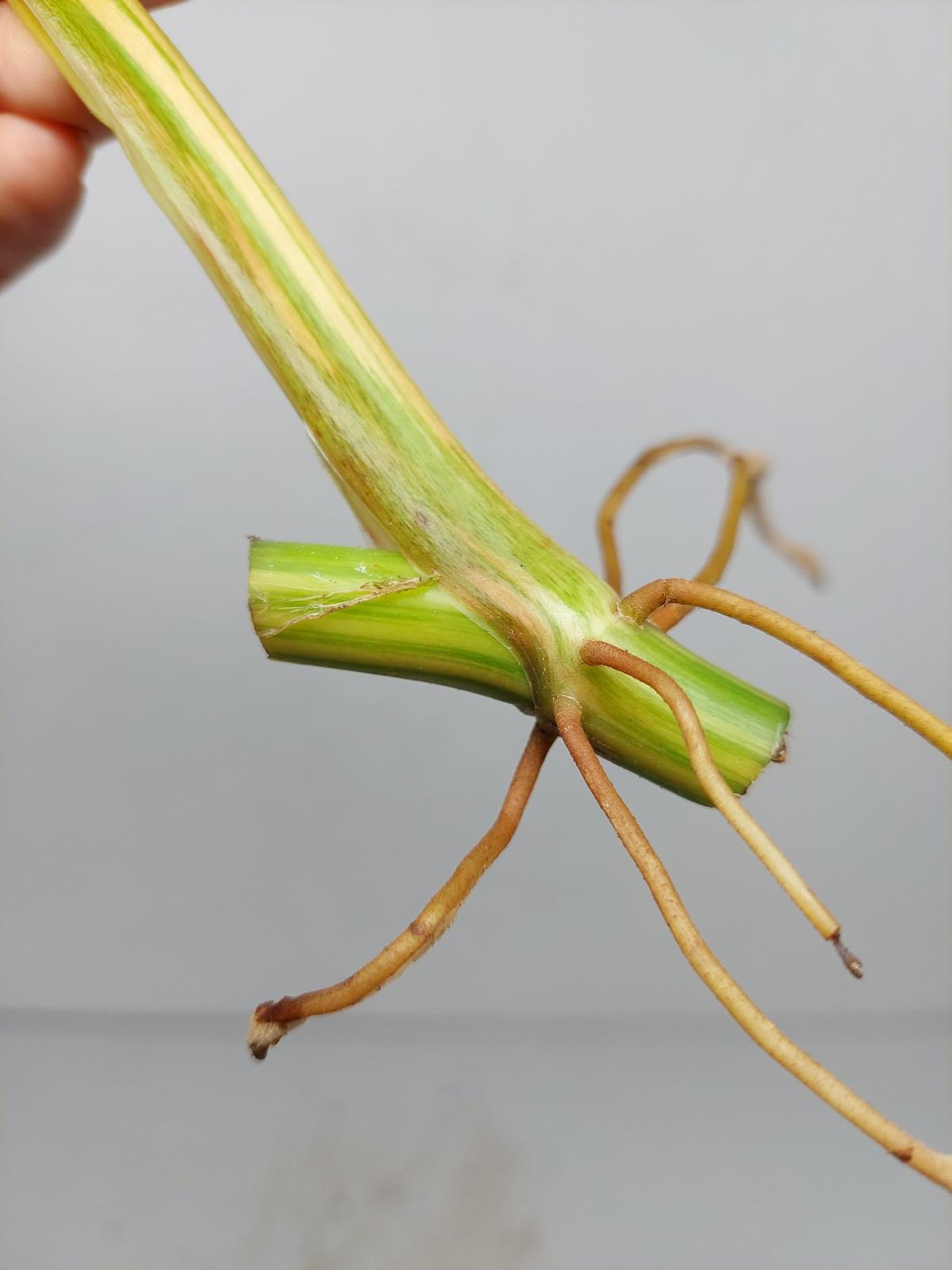 Philodendron Domesticum Variegata Steckling