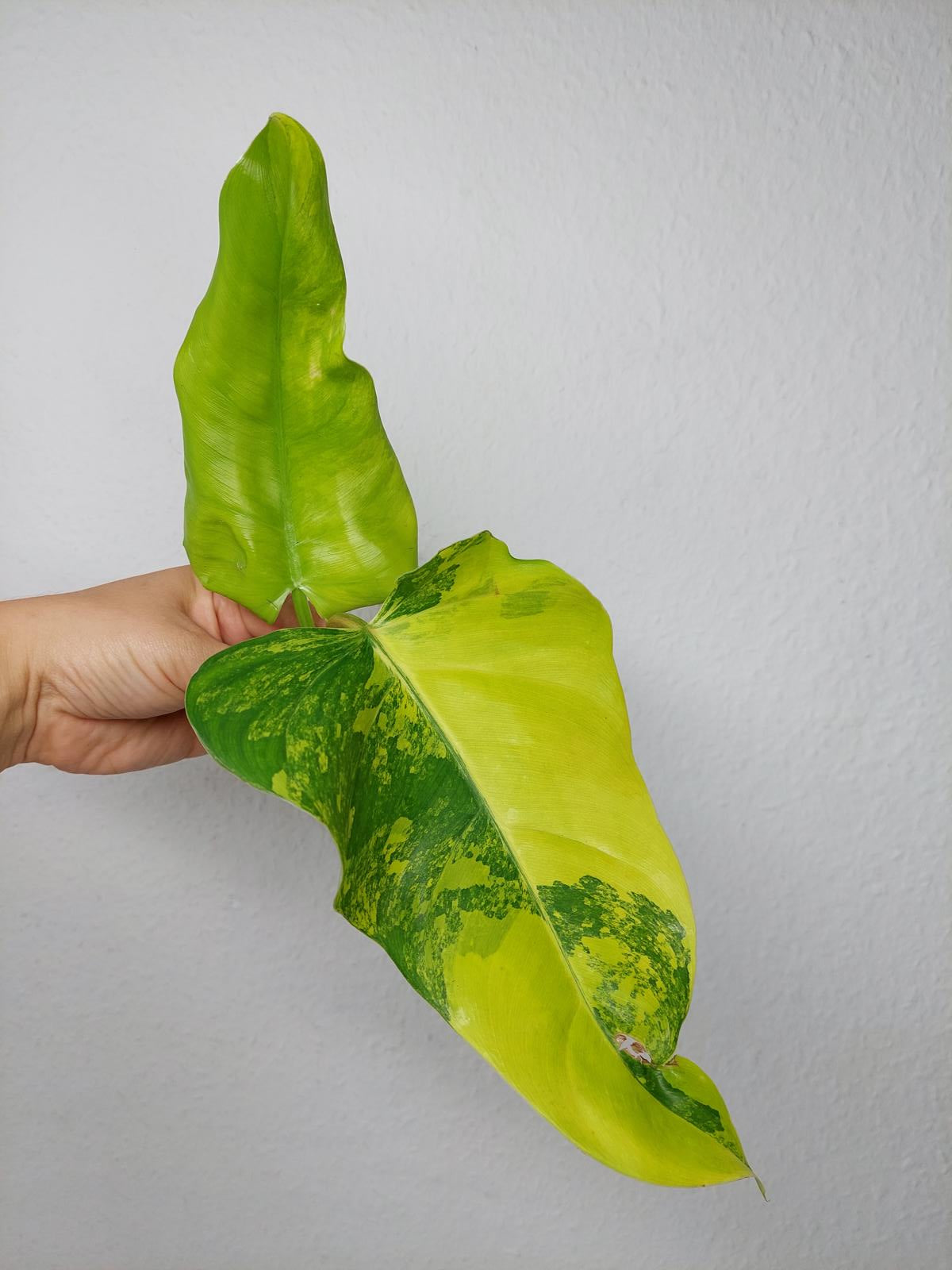 Philodendron Domesticum Variegata Steckling