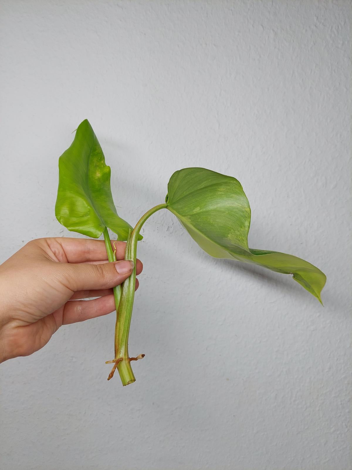 Philodendron Domesticum Variegata Steckling