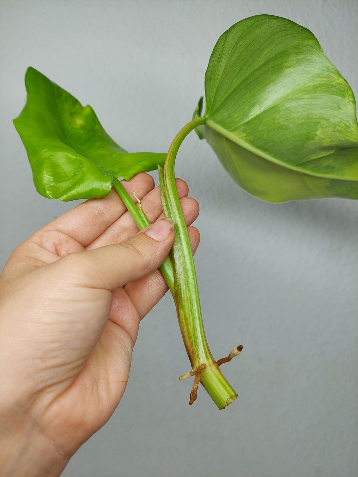 Philodendron Domesticum Variegata Steckling
