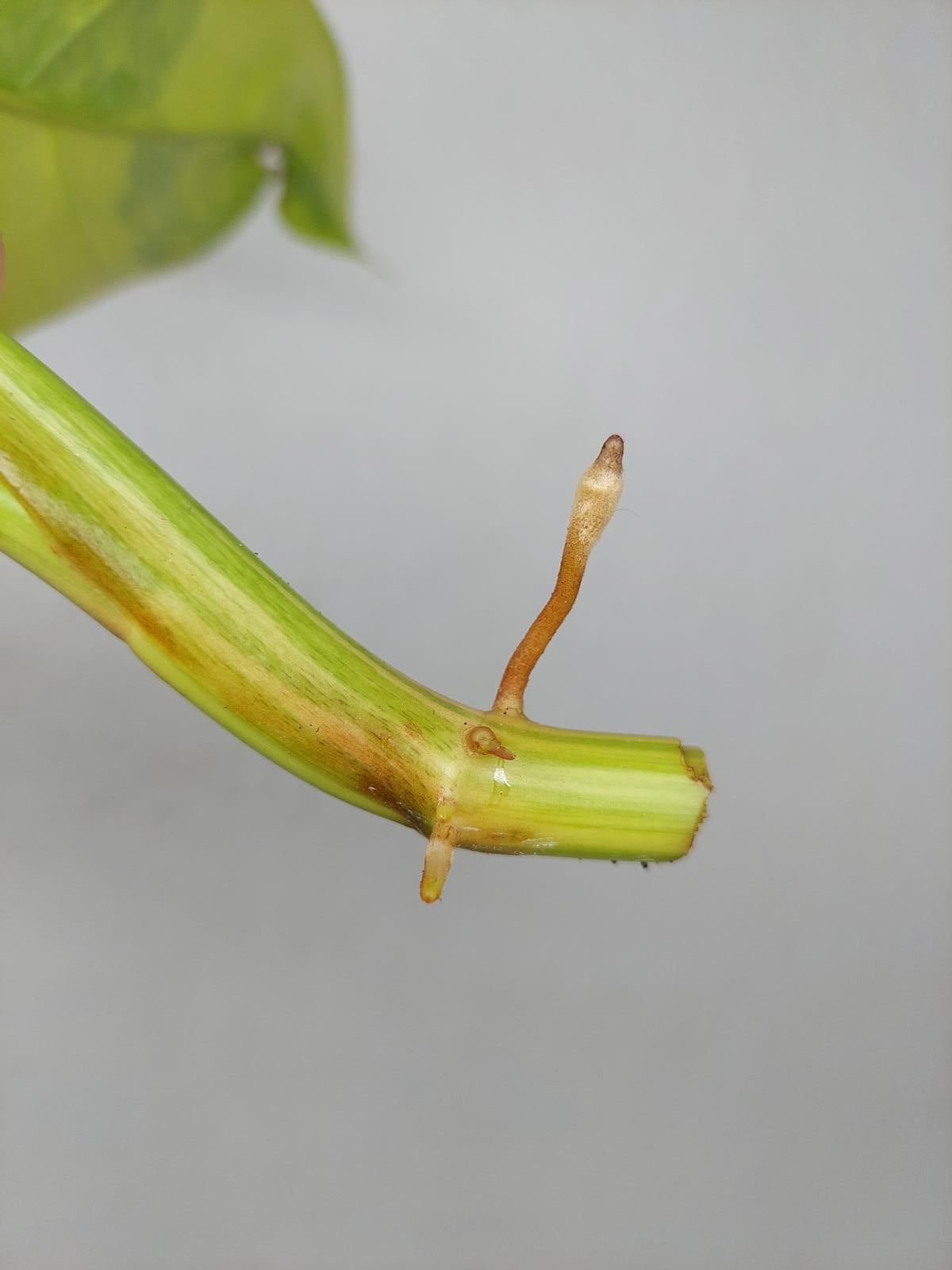 Philodendron Domesticum Variegata Steckling