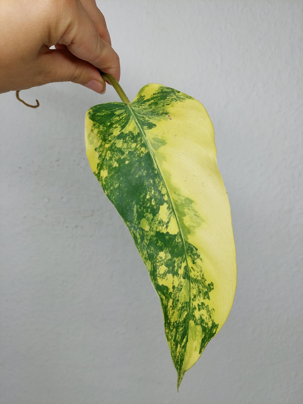 Philodendron Domesticum Variegata Steckling