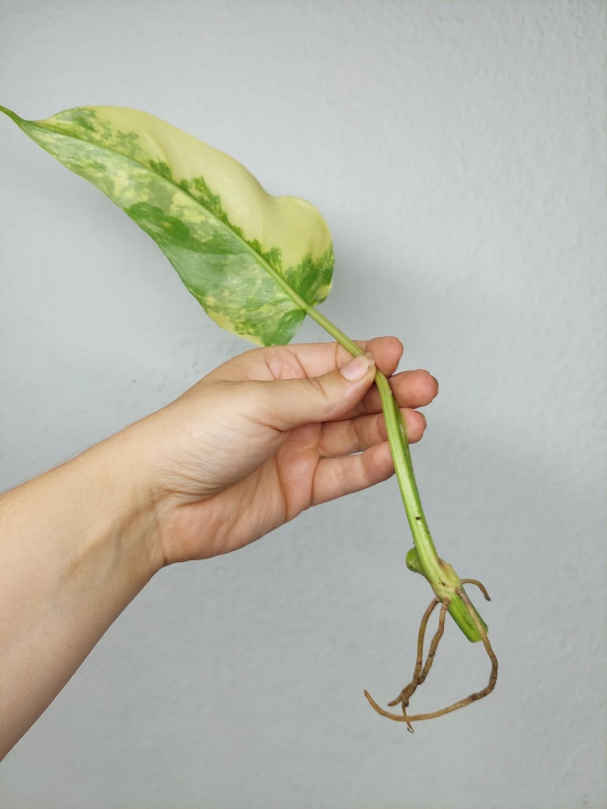 Philodendron Domesticum Variegata Steckling