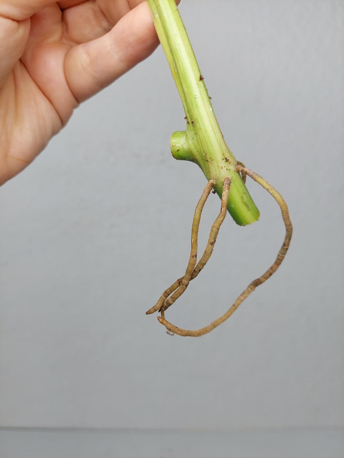 Philodendron Domesticum Variegata Steckling